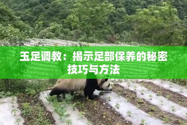 玉足调教：揭示足部保养的秘密技巧与方法