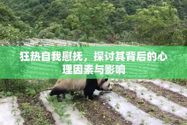 狂热自我慰抚，探讨其背后的心理因素与影响
