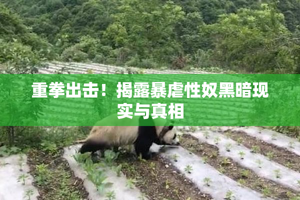 重拳出击！揭露暴虐性奴黑暗现实与真相