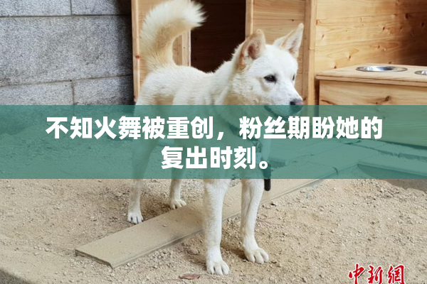 不知火舞被重创，粉丝期盼她的复出时刻。