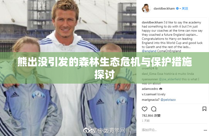 熊出没引发的森林生态危机与保护措施探讨