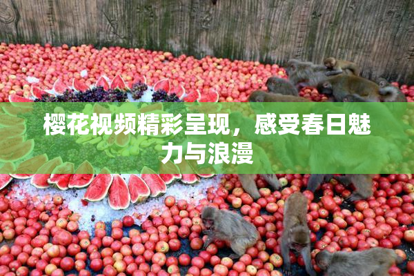 樱花视频精彩呈现，感受春日魅力与浪漫