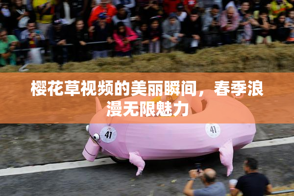 樱花草视频的美丽瞬间，春季浪漫无限魅力