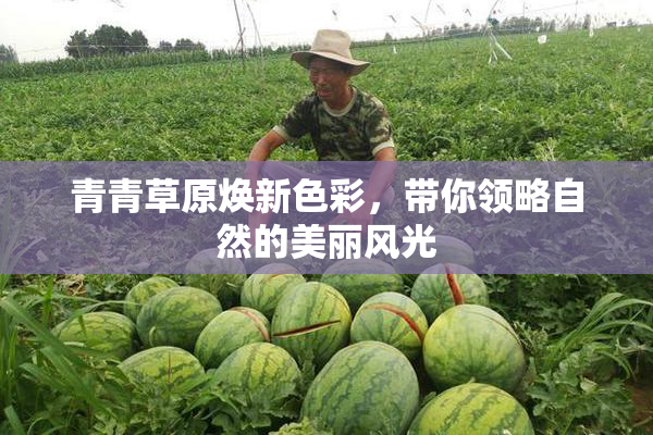 青青草原焕新色彩，带你领略自然的美丽风光