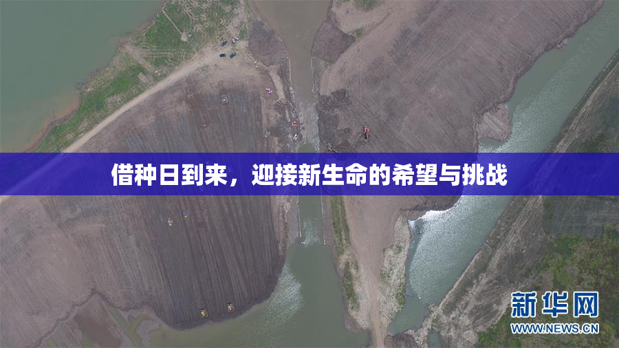 借种日到来，迎接新生命的希望与挑战