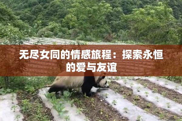 无尽女同的情感旅程：探索永恒的爱与友谊