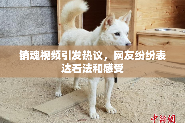 销魂视频引发热议，网友纷纷表达看法和感受