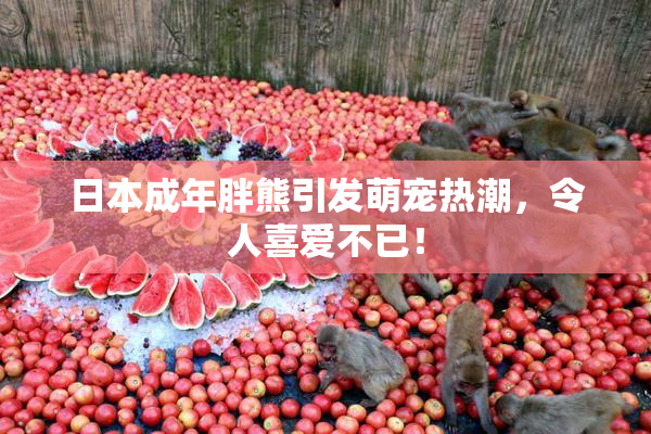 日本成年胖熊引发萌宠热潮，令人喜爱不已！