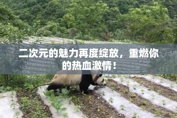二次元的魅力再度绽放，重燃你的热血激情！