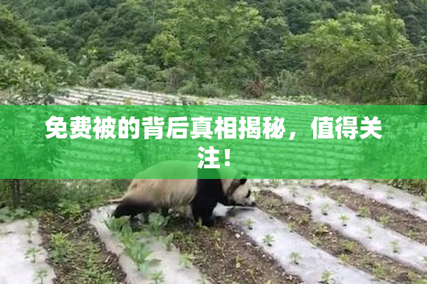 免费被的背后真相揭秘，值得关注！