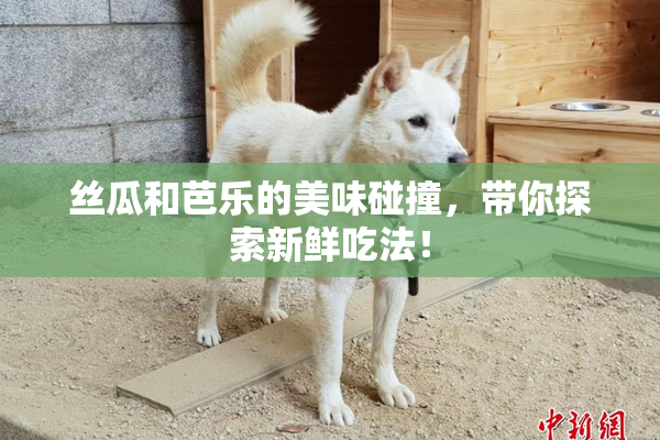 丝瓜和芭乐的美味碰撞，带你探索新鲜吃法！