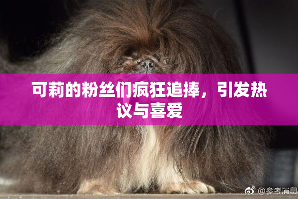 可莉的粉丝们疯狂追捧，引发热议与喜爱