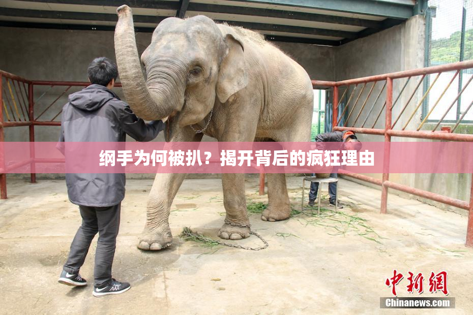 纲手为何被扒？揭开背后的疯狂理由