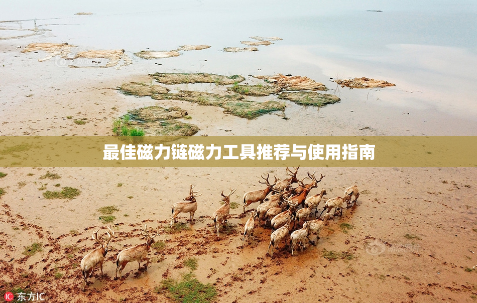 最佳磁力链磁力工具推荐与使用指南