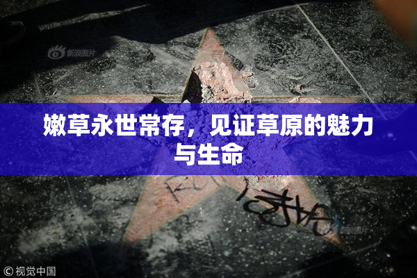 嫩草永世常存，见证草原的魅力与生命