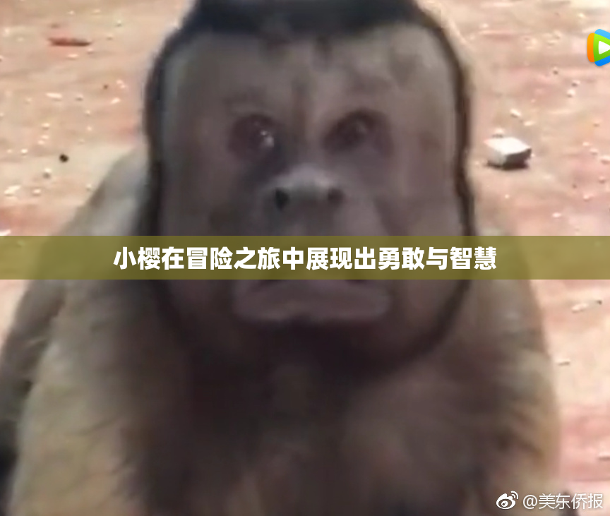小樱在冒险之旅中展现出勇敢与智慧