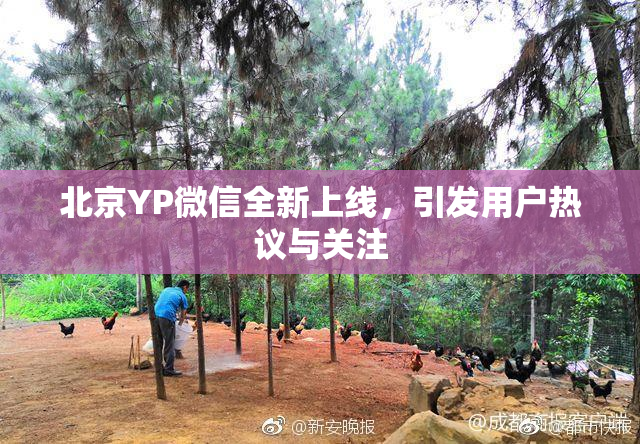 北京YP微信全新上线，引发用户热议与关注