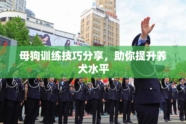 母狗训练技巧分享，助你提升养犬水平