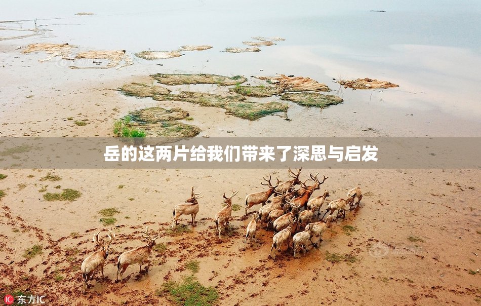 岳的这两片给我们带来了深思与启发