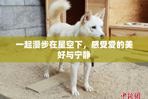 一起漫步在星空下，感受爱的美好与宁静