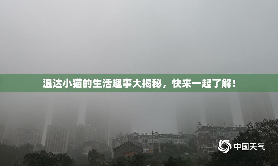 温达小猫的生活趣事大揭秘，快来一起了解！