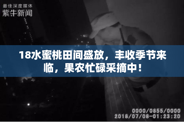 18水蜜桃田间盛放，丰收季节来临，果农忙碌采摘中！