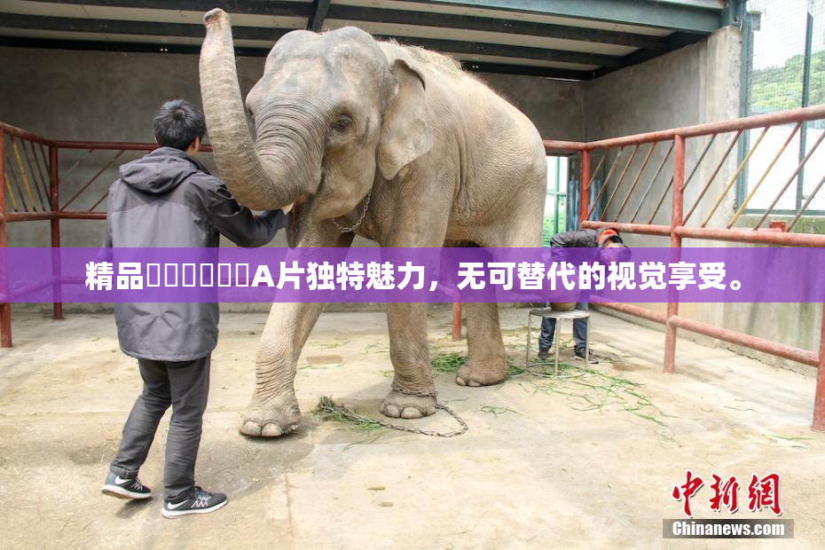 精品❌‌❌‌❌‌A片独特魅力，无可替代的视觉享受。