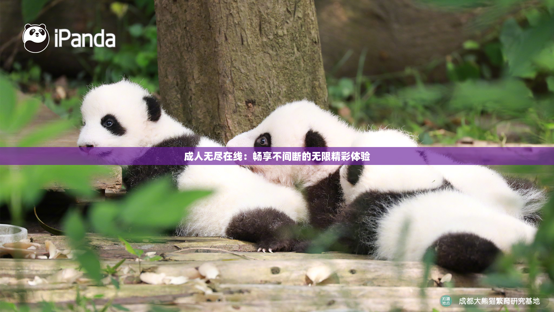 成人无尽在线：畅享不间断的无限精彩体验