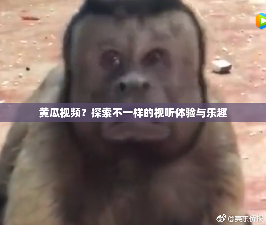 黄瓜视频？探索不一样的视听体验与乐趣