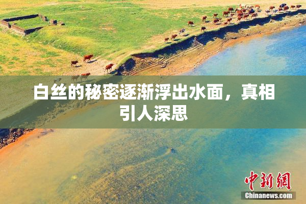 白丝的秘密逐渐浮出水面，真相引人深思