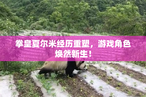 拳皇夏尔米经历重塑，游戏角色焕然新生！