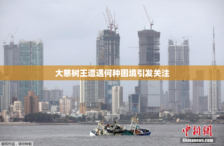 大慈树王遭遇何种困境引发关注
