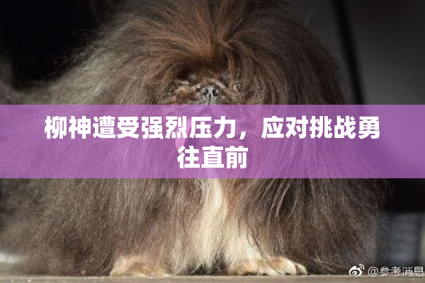 柳神遭受强烈压力，应对挑战勇往直前