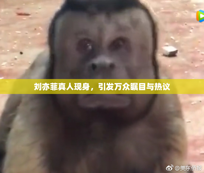 刘亦菲真人现身，引发万众瞩目与热议