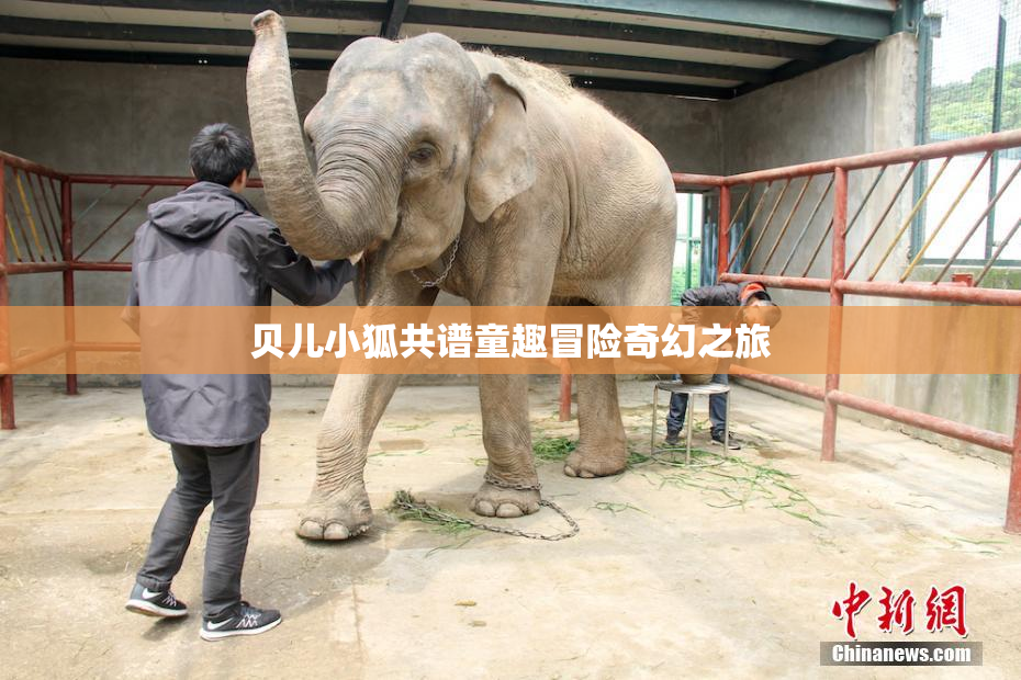 贝儿小狐共谱童趣冒险奇幻之旅