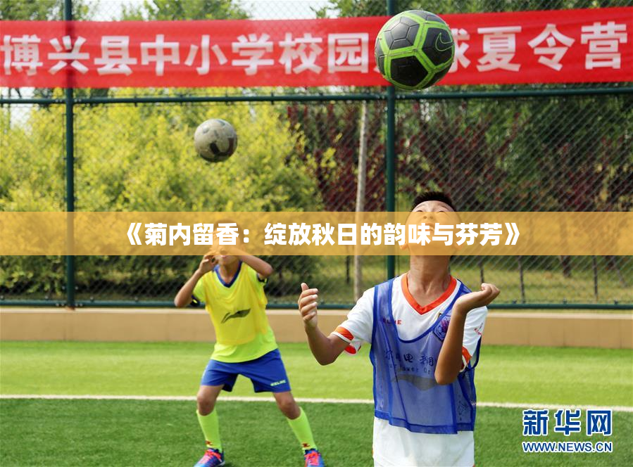 《菊内留香：绽放秋日的韵味与芬芳》