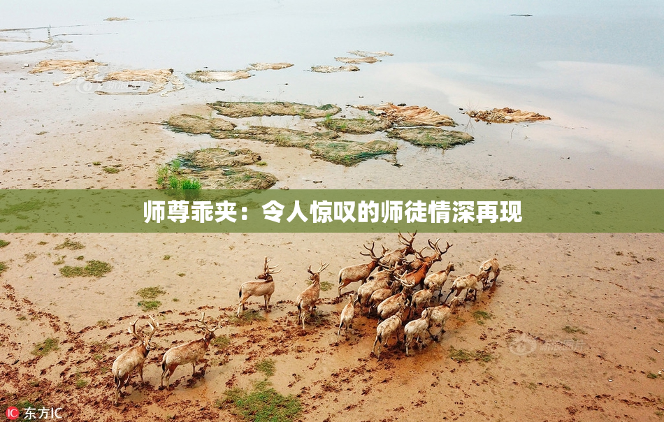 师尊乖夹：令人惊叹的师徒情深再现