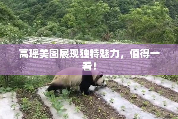 高瑶美图展现独特魅力，值得一看！