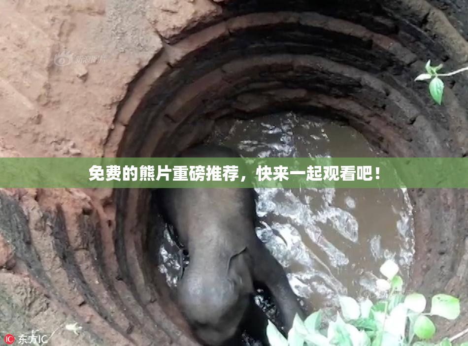 免费的熊片重磅推荐，快来一起观看吧！
