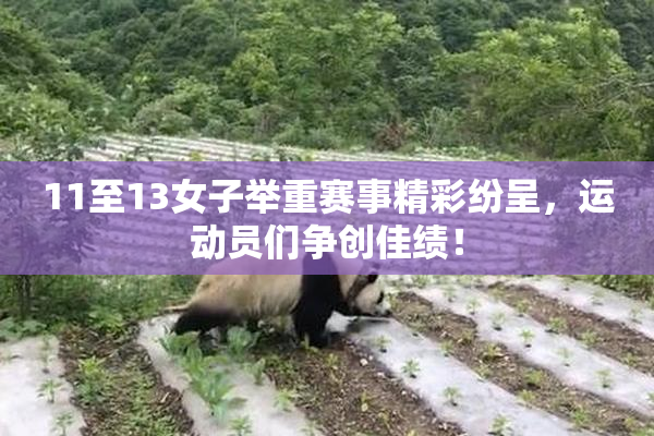 11至13女子举重赛事精彩纷呈，运动员们争创佳绩！