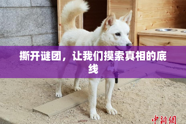撕开谜团，让我们摸索真相的底线