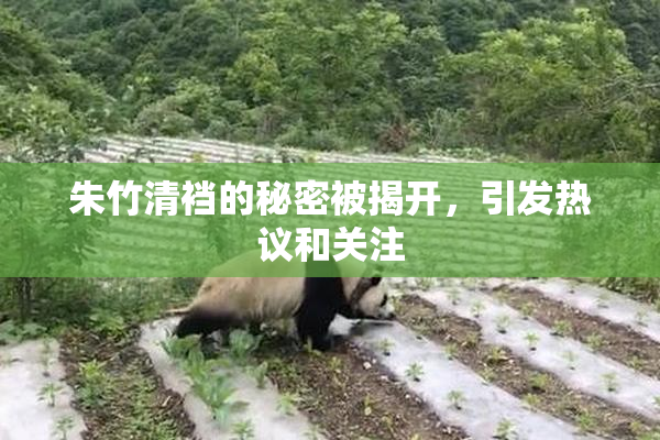 朱竹清裆的秘密被揭开，引发热议和关注