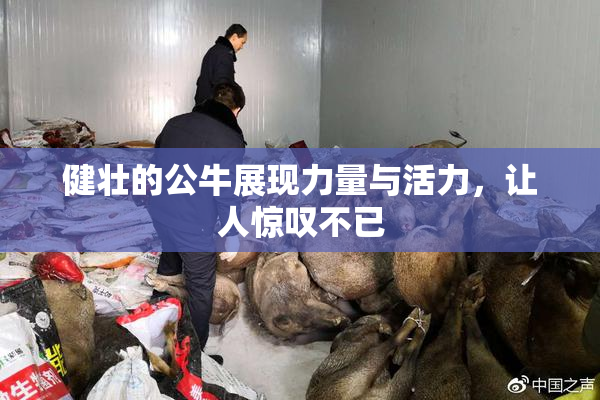 健壮的公牛展现力量与活力，让人惊叹不已