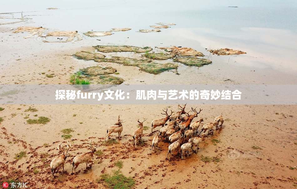 探秘furry文化：肌肉与艺术的奇妙结合