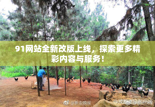 91网站全新改版上线，探索更多精彩内容与服务！
