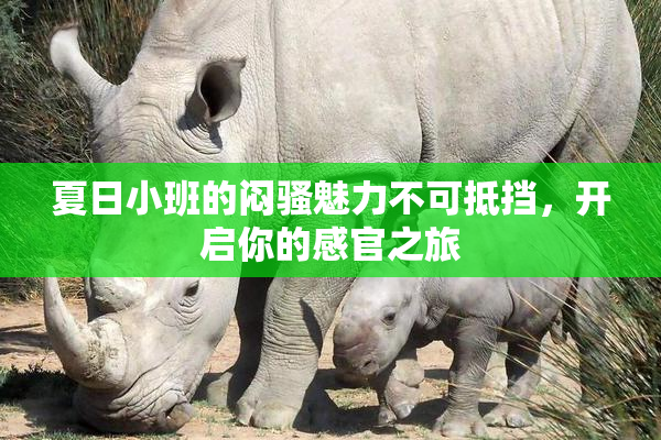 夏日小班的闷骚魅力不可抵挡，开启你的感官之旅