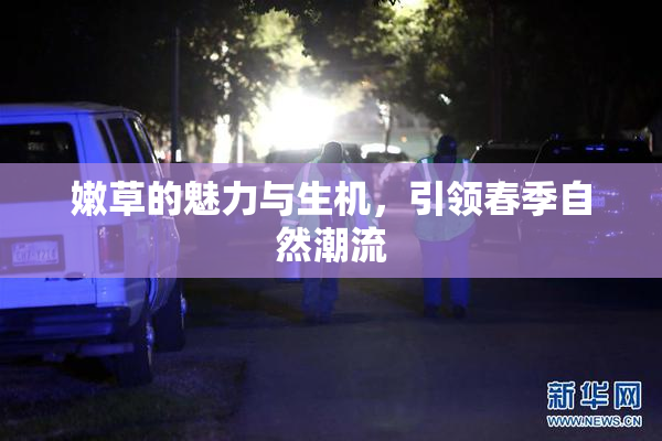 嫩草的魅力与生机，引领春季自然潮流