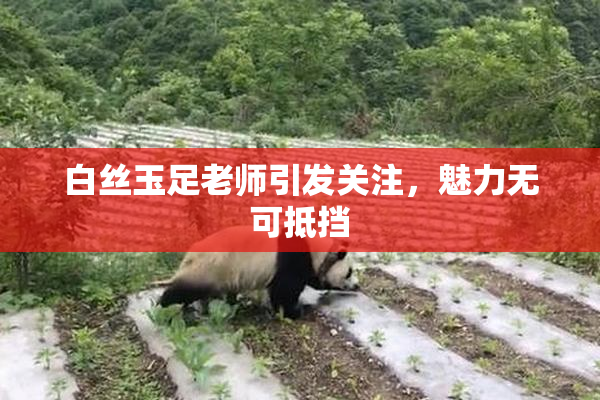 白丝玉足老师引发关注，魅力无可抵挡