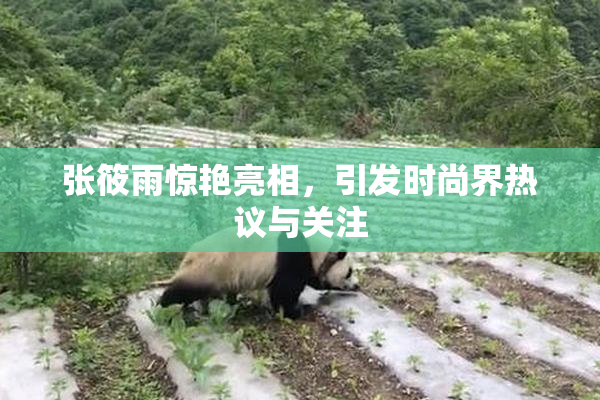 张筱雨惊艳亮相，引发时尚界热议与关注