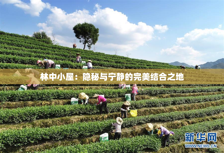 林中小屋：隐秘与宁静的完美结合之地